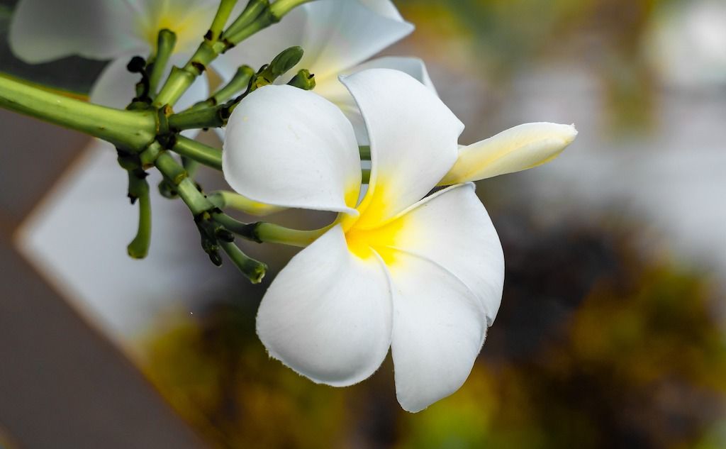 Bunga Jepun atau biasa disebut bunga kamboja 
