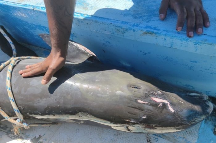 Lumba-lumba yang meninggal akibat kejadian tumpahan minyak di lautan Mauritius