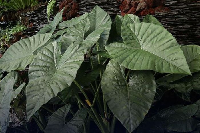 Obat Daun Tanaman Hias - Galeri Tanaman Hias