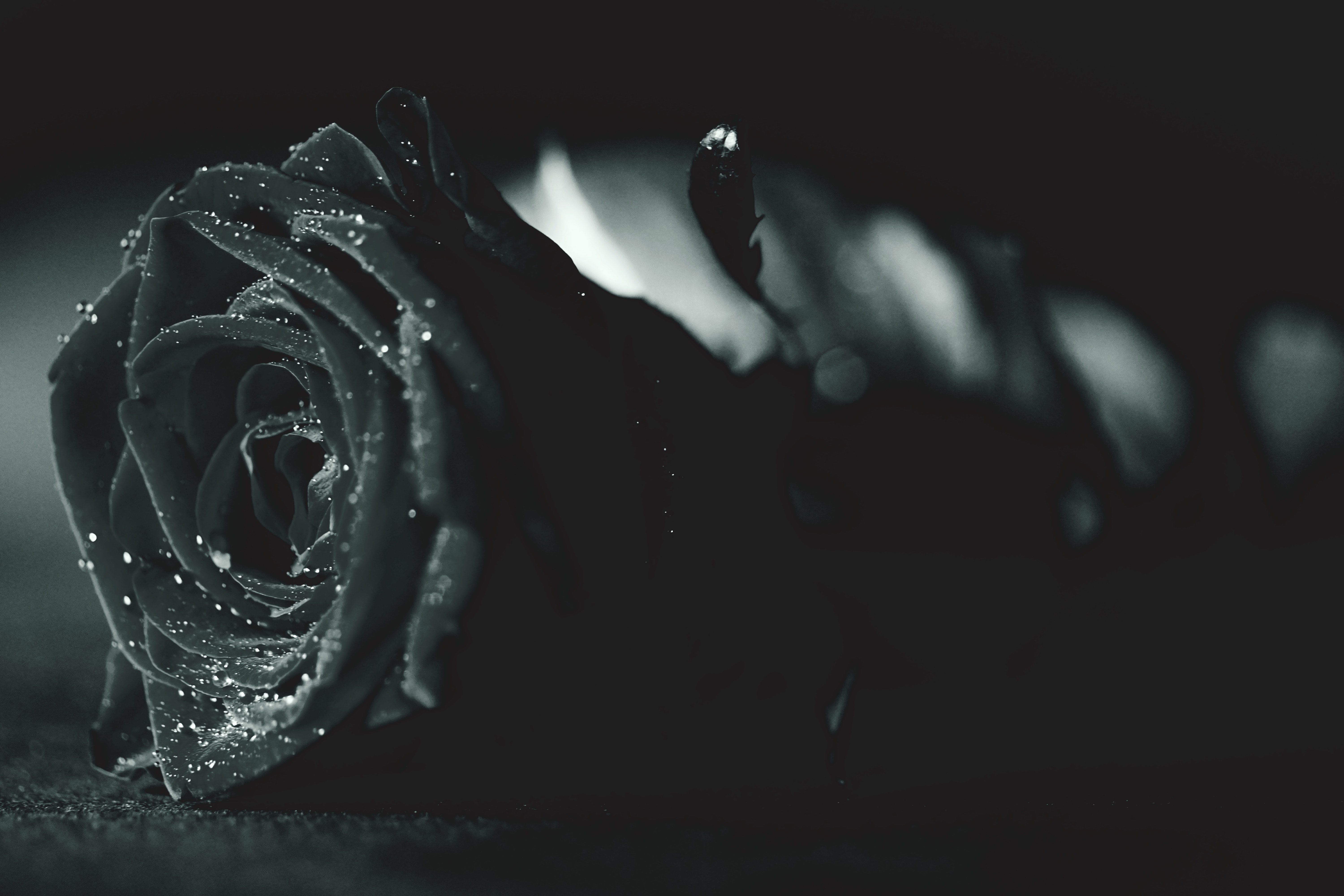 Legendaris Benarkah Bunga Mawar Hitam Hanya Mitos Ini Dia 5 Faktanya Portal Jember
