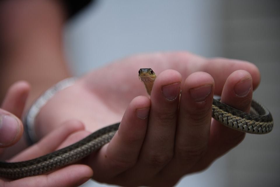 ILUSTRASI ular: Keistimewaan Ular, Sebagai Mukjizat yang Dapat Memusnahkan Sihir