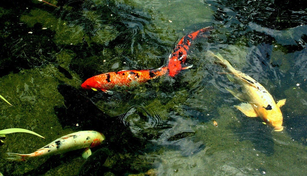 6 Penyakit Yang Biasanya Menyerang Ikan Koi