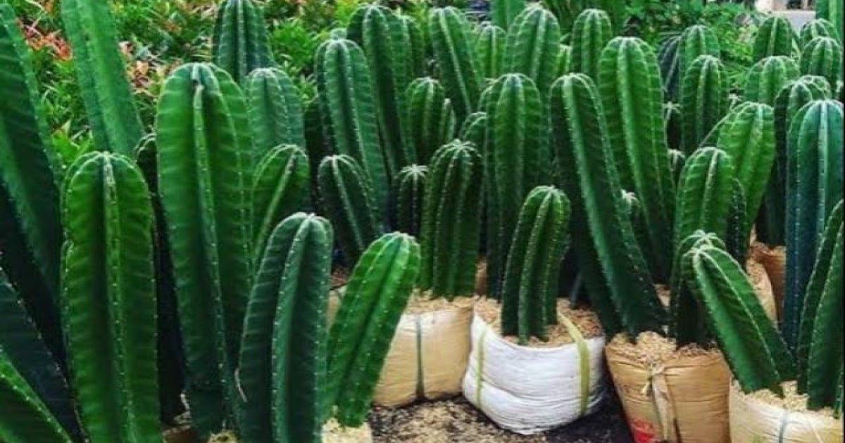 Gampang Begini Cara Membersihkan Kaktus Koboi  dari 