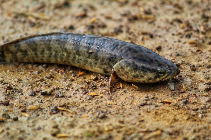71 Ikan Yang Hidup Di Air Laut Dan Air Tawar Terbaik