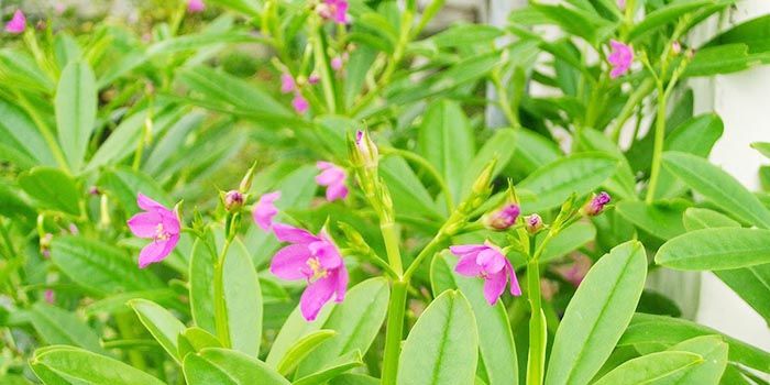 Eksotisme Ginseng Jawa Si Cantik Yang Mengingatkan Pada Korea Mudah Dirawat Dan Kaya Manfaat Portal Jember