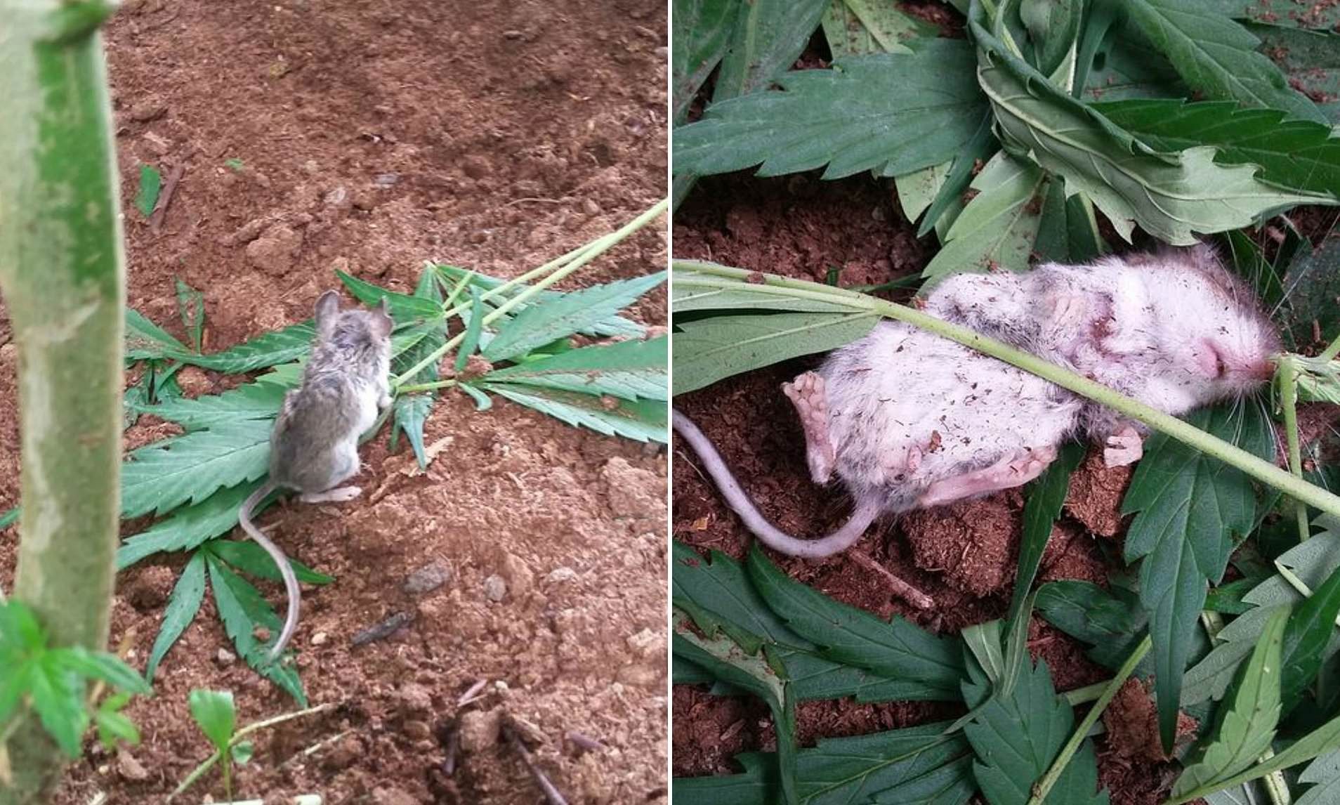 Tikus di Kanada teler setelah makan daun ganja.
