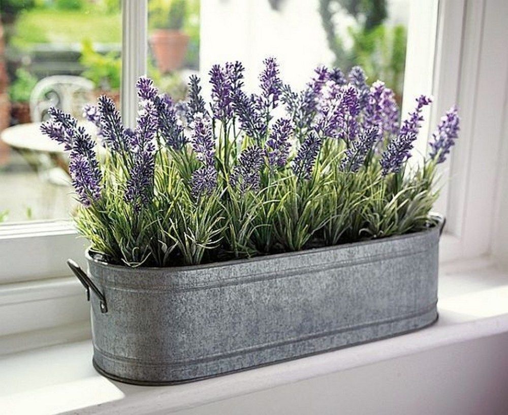 Tanaman hias Lavender, selaian cantik dan penyegar ruangan juga bermanfaat untuk mengusir nyamuk.