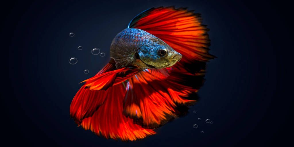 5 Jenis Ikan Cupang Menawan Termahal Ini Alasannya Kabar Besuki