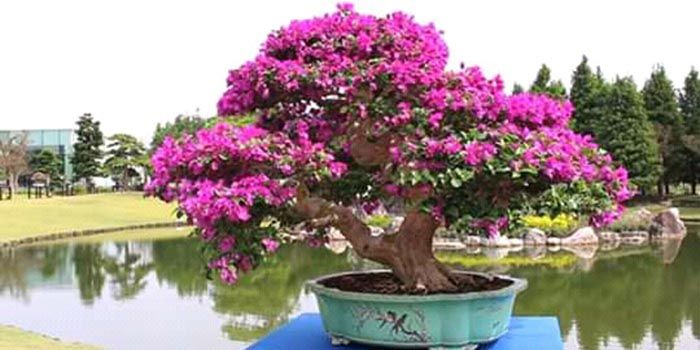 Wajib Coba Nih Mak Cara Membuat Pohon Bonsai Bugenvil Portal Jember