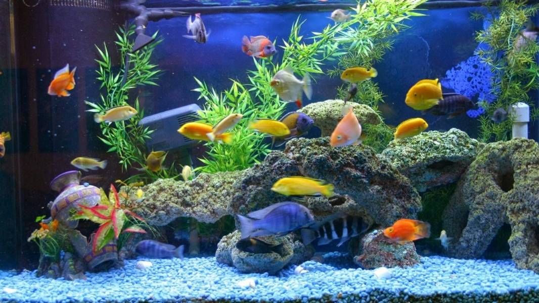 Berikut 9 Jenis Ikan Hias Unik yang Mudah Dipelihara di  