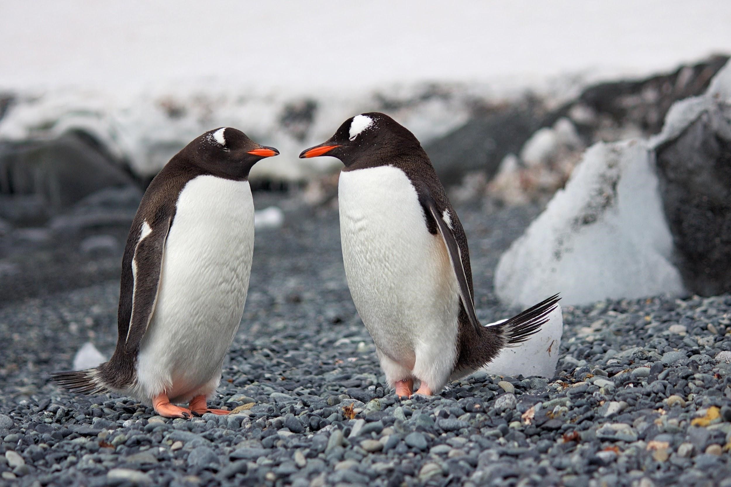 Penguin salah satu hewan yang memiliki fakta unik