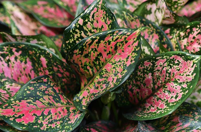 6 Cara Merawat Agar Aglaonema Cepat Beranak