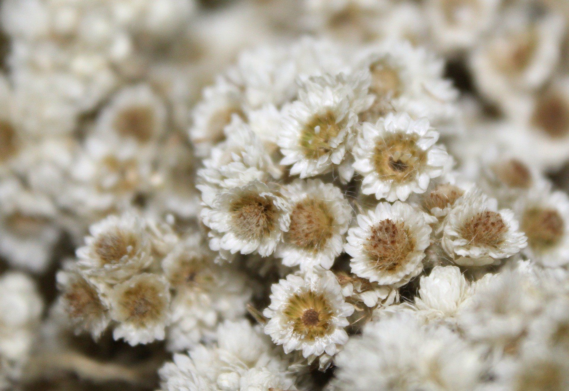 Langka Inilah Cara Merawat Bunga Edelweis Yang Super Cantik Dan Mempesona Portal Jember