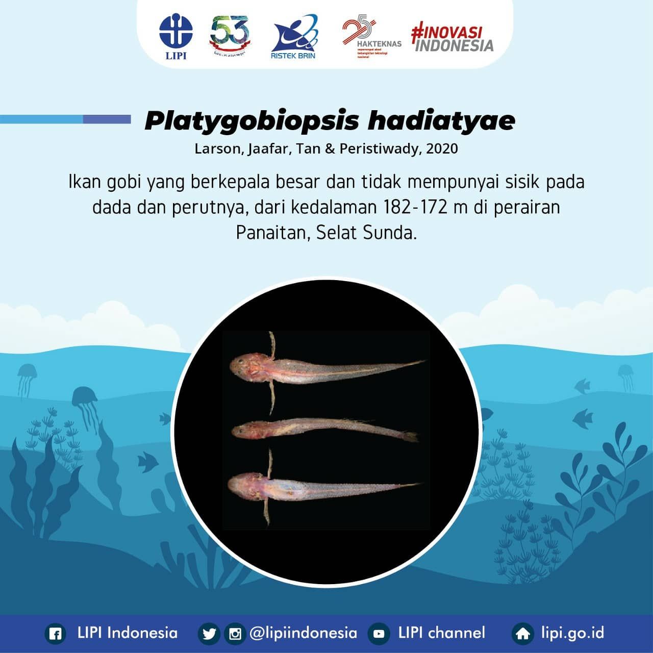 Platygobiopsis hadiatyae,