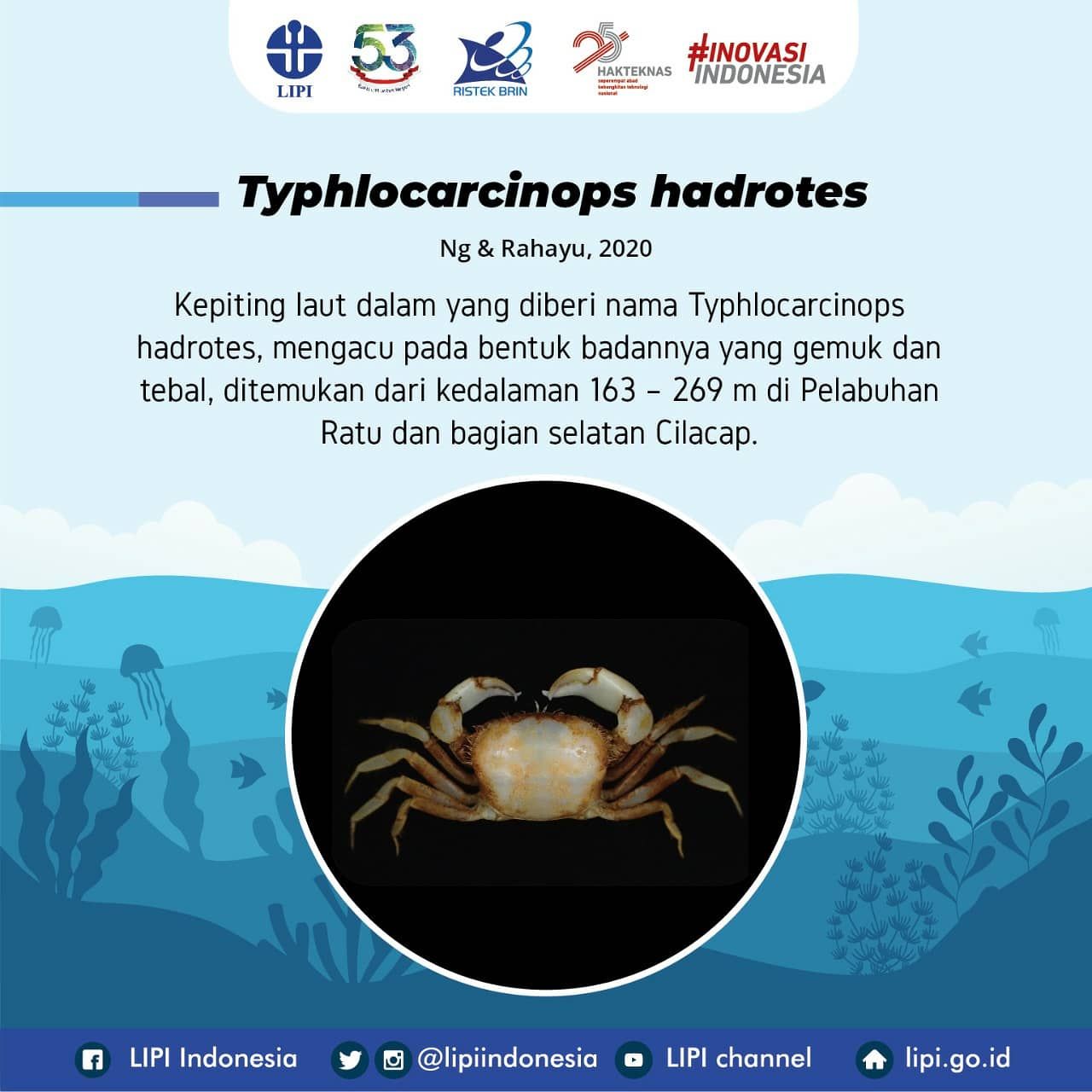 Typhlocarcinops hadrotes,