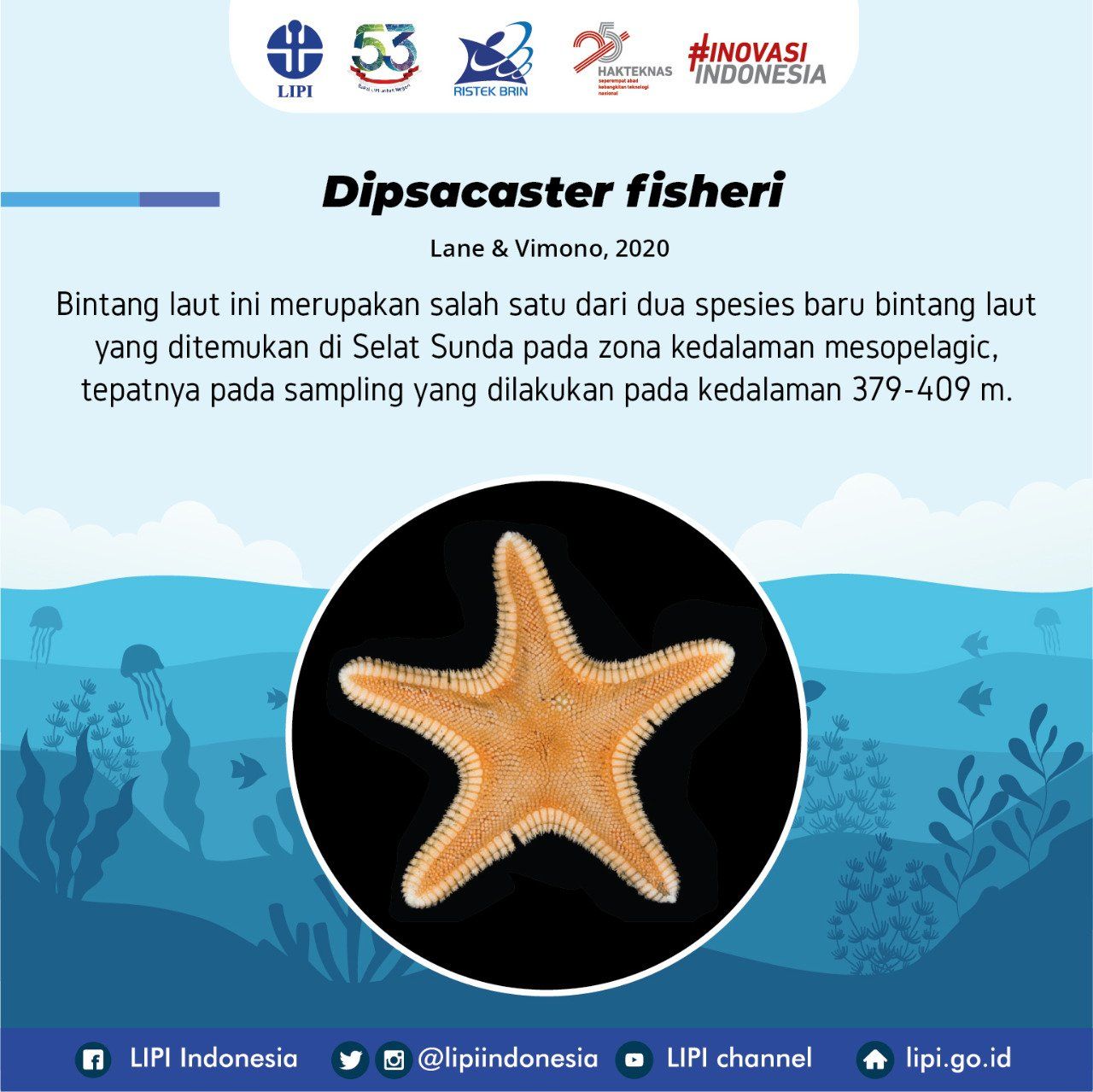 Dipsacaster fisheri