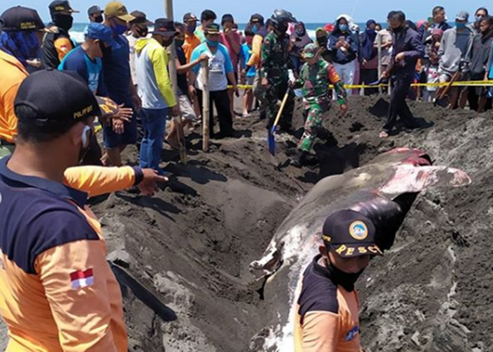 Seekor Hiu Paus Tutul Terdampai di Pantai Congot dalam Kondisi Mati - Portal Jogja