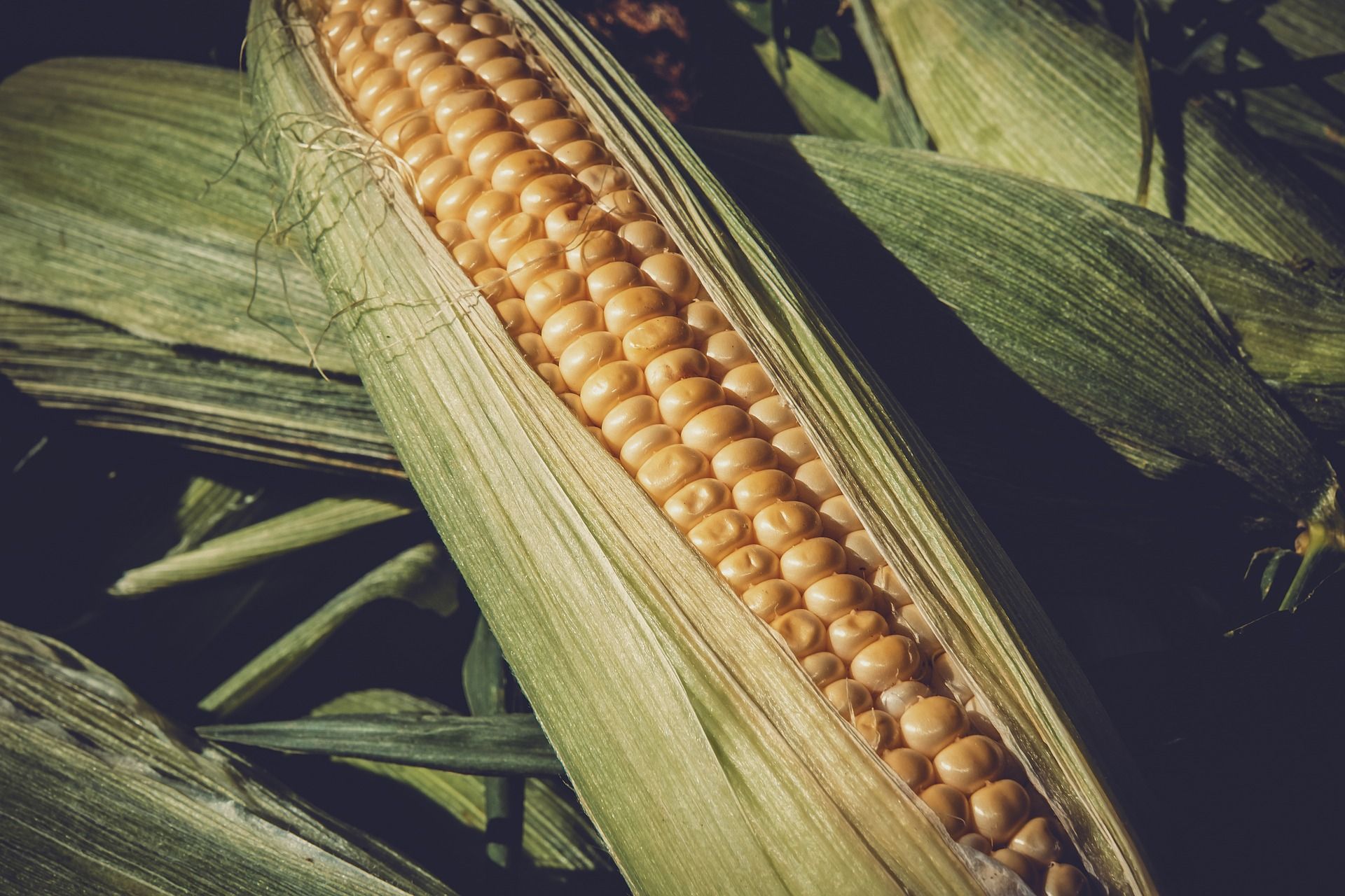 Makanan Aman Konsumsi Penderita Diabetes Mulai Dari Alpukat Hingga Jagung Ringtimes Banyuwangi