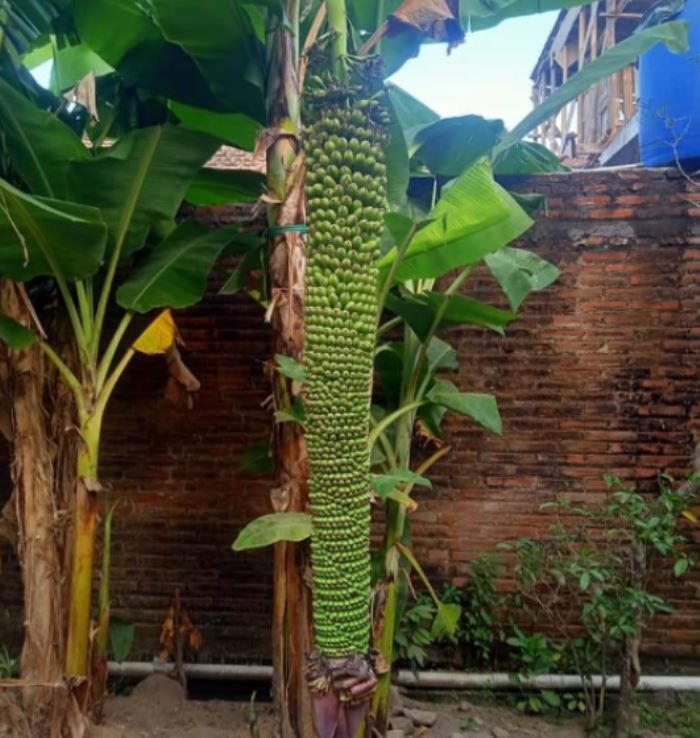  Pisang  Berbuah Seribu  Hebohkan Warga Gulang Portal Kudus