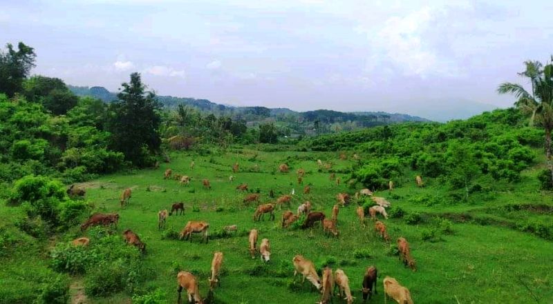 SAPI Jabres (Jawa Brebes), banyak terdapat di Padang Penggembalaan Ternak Maribaya, di Dukuh Maribaya, Desa Kalinusu.