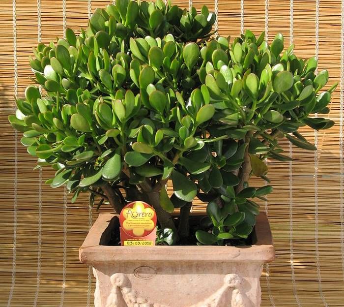 Tanaman Giok (Jade Plant)