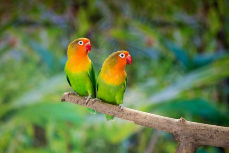 warna warni pada burung Lovebird yan disukai pecinta burung 