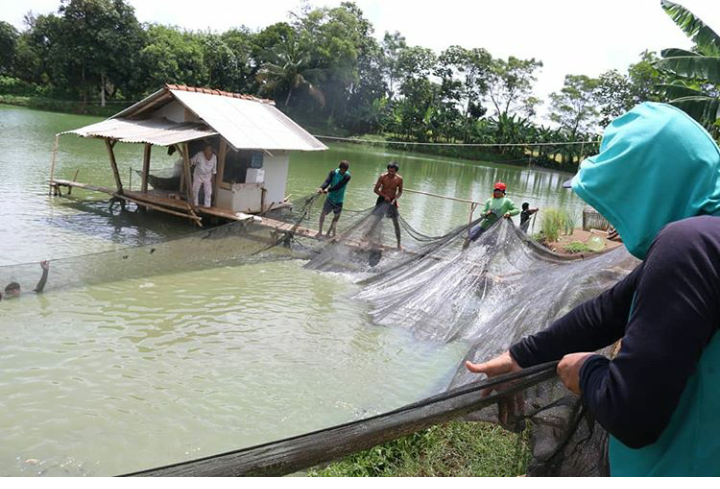 Harga Pakan Mahal Ratusan Pembudidaya Ikan  Tawar Gulung 