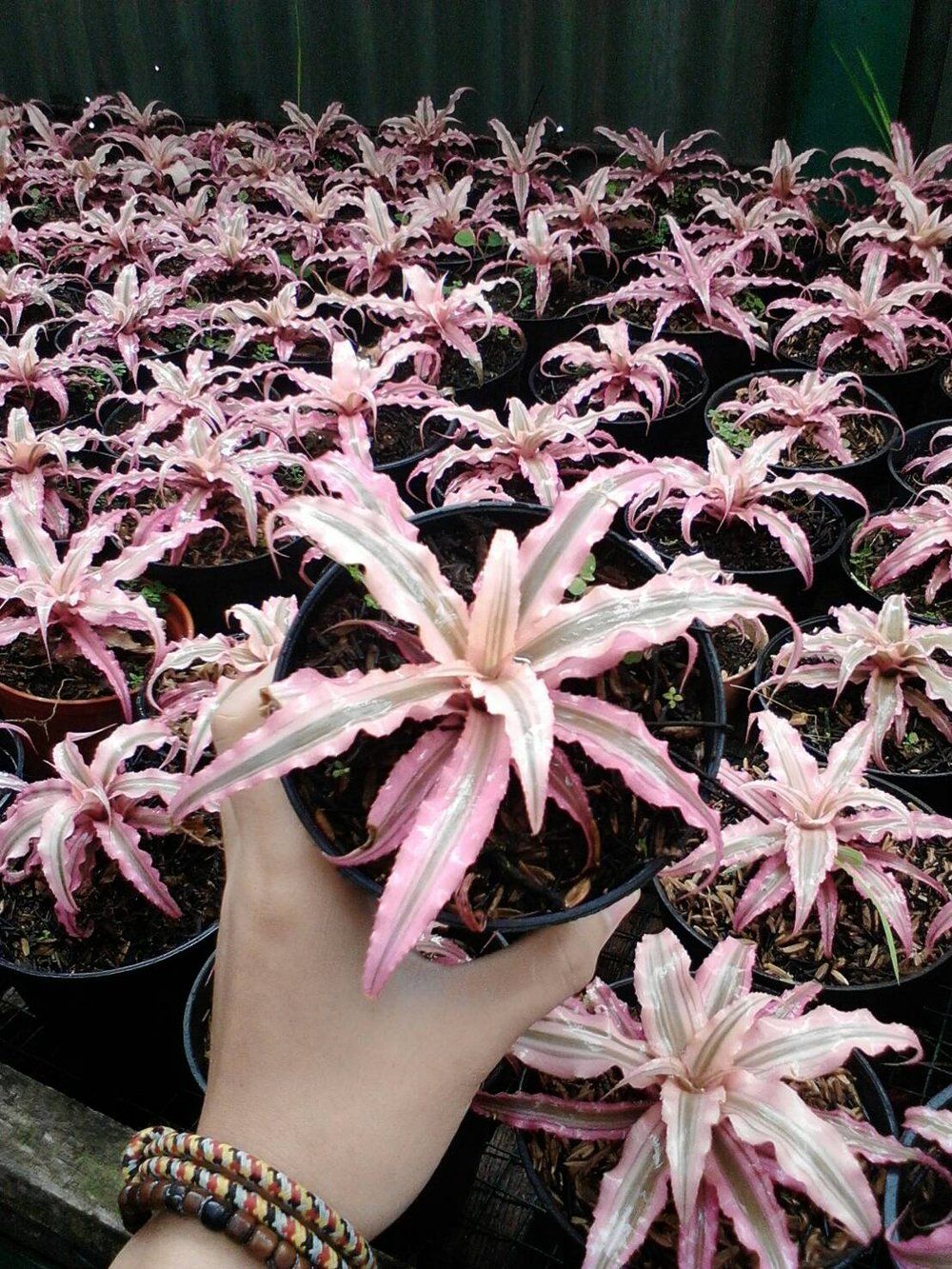 Bromelia cryptanthus