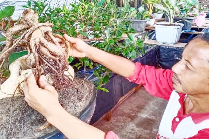 Merawat bonsai menjadi kegemaran baru warga Mesuji, Lampung.