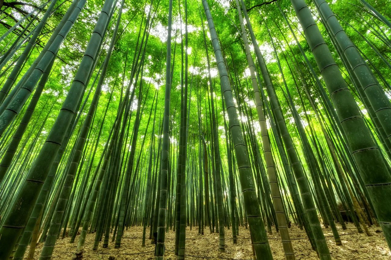  Manfaat  Tanaman Bambu  Secara Ekonomi dan Sosial Budaya 