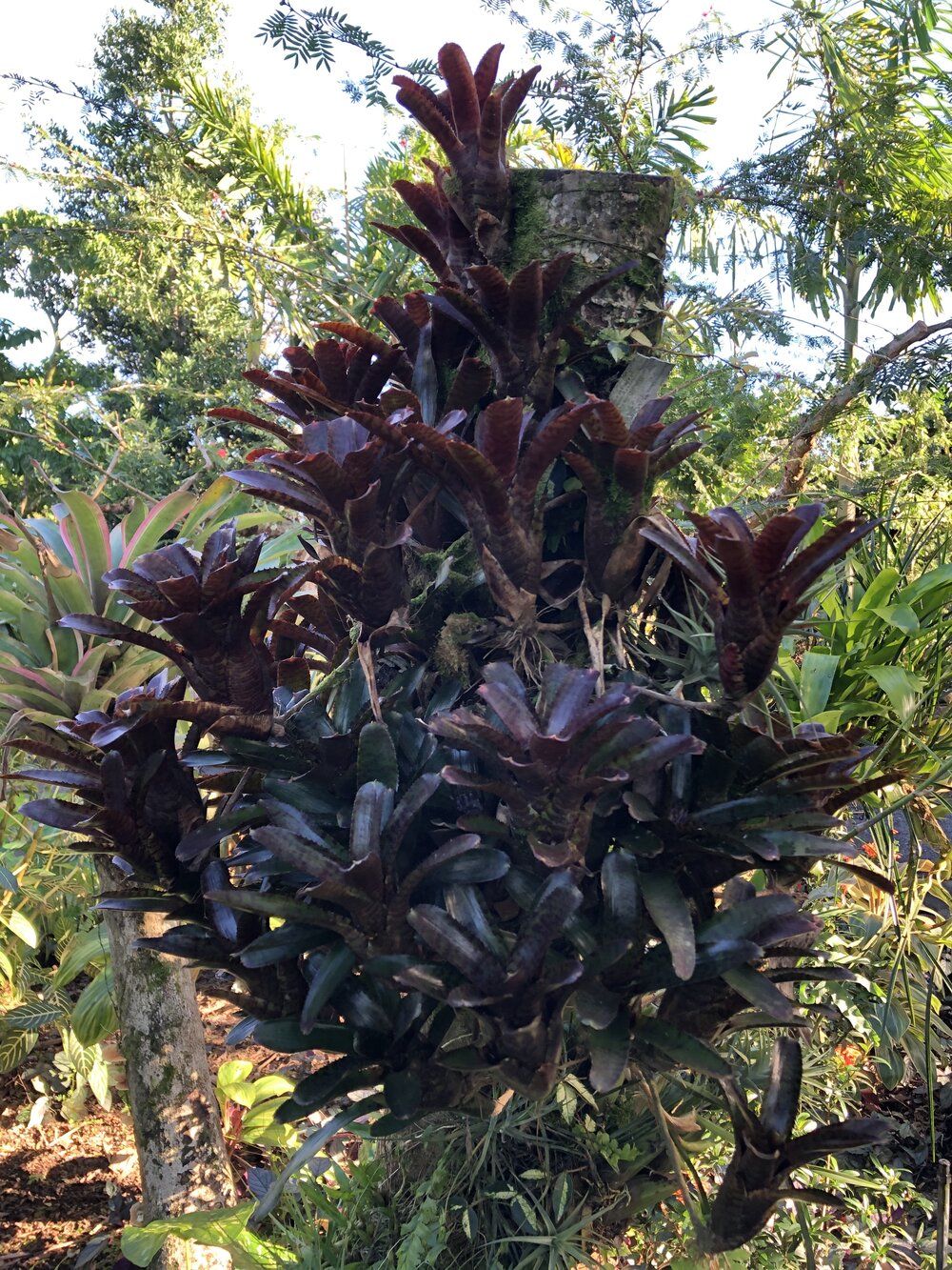 Bromelia Neoregelia Oeser black forest