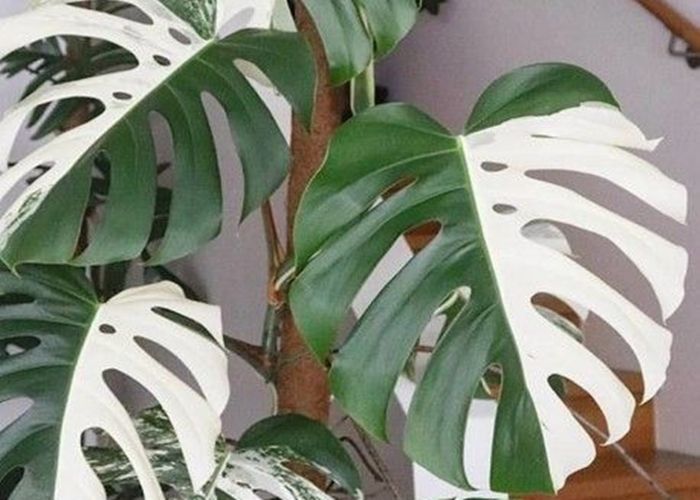 Monstera Si Cantik Berharga Fantastis Portal Jogja