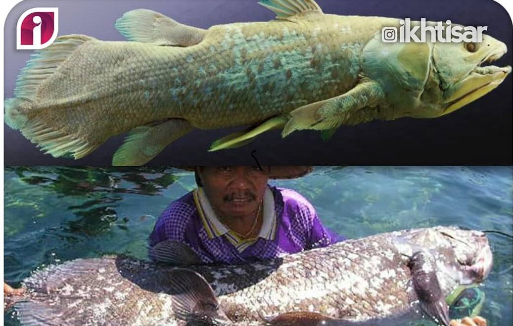 Ditemukan Ikan Purba yang Hampir Punah Oleh Nelayan di Sulawesi