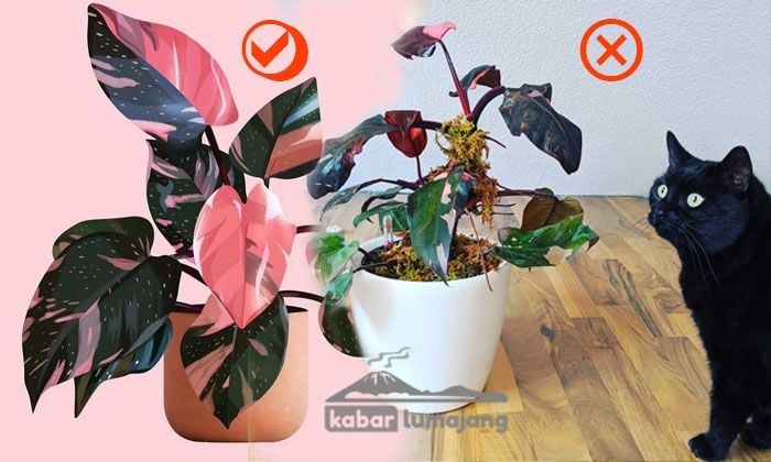 Philodendron Pink Princess Yang Langka Jenis Net