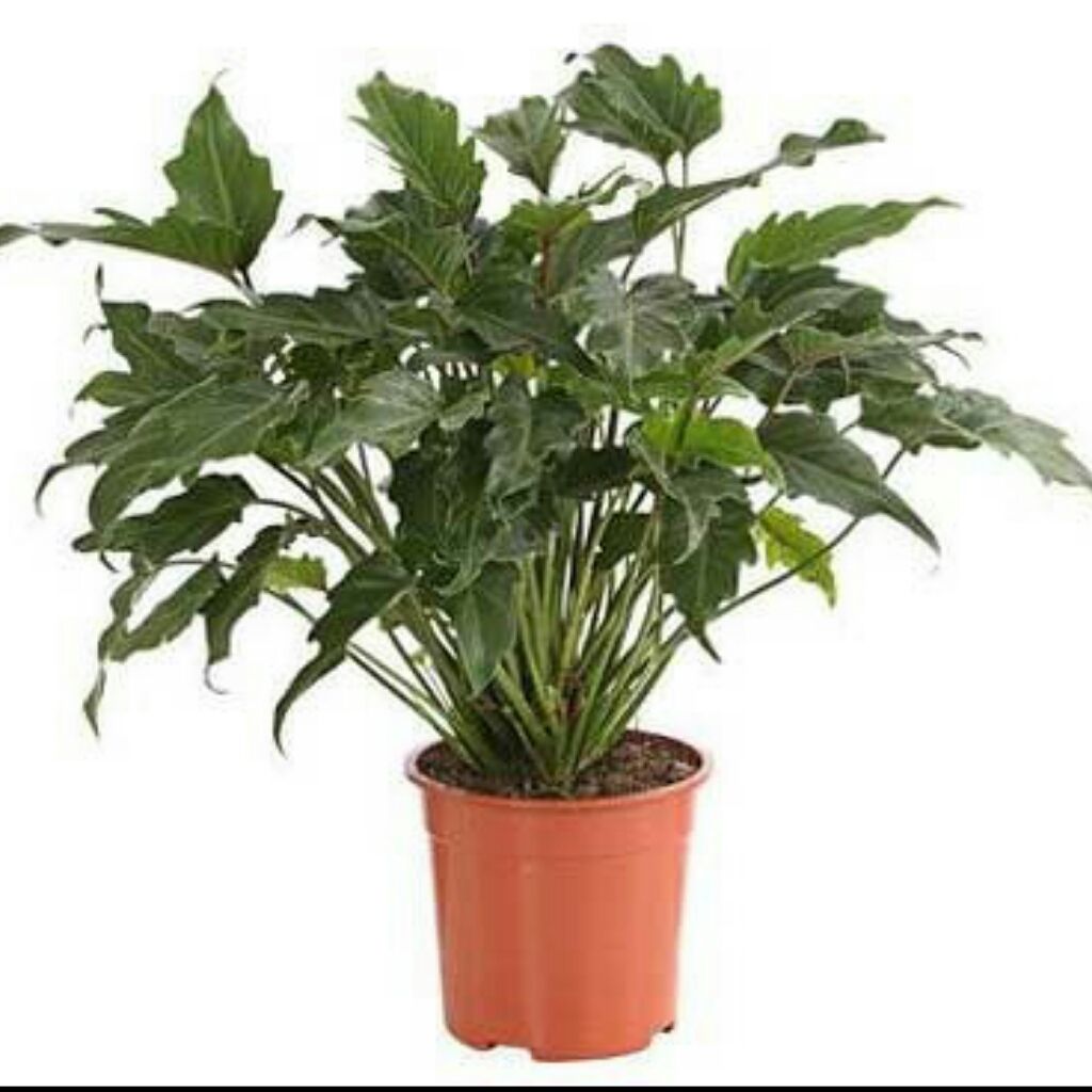 Philodendron baumfreund