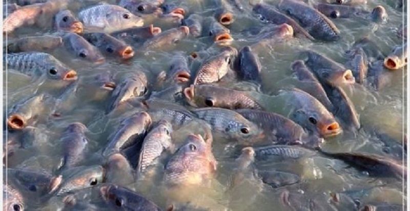 Tips Budidaya  Ikan  Nila di  Tambak Agar Terhindar dari 