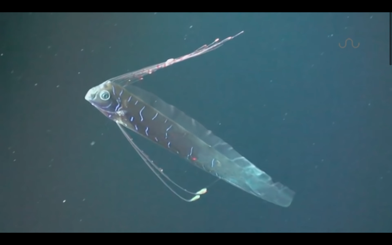Tangkapan layar Oarfish, Diambil dengan menggunakan kamera ROV laut dalam