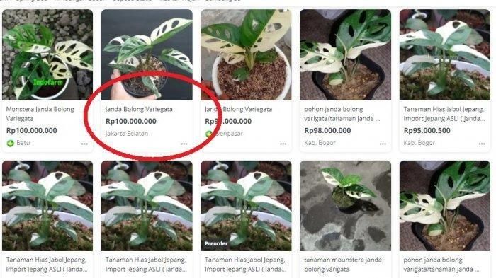 Harga fantastis tanaman janda bolong di situs jual beli online
