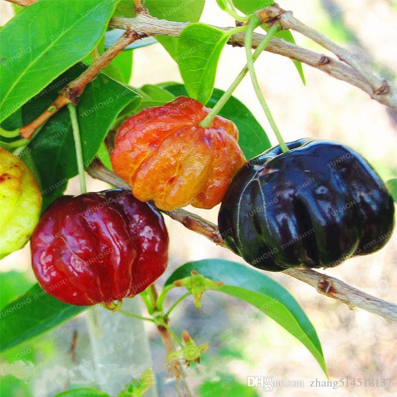 Black Fruity Buah Langka Asli Bogor Yang Super Manis Tribunnews Com Mobile