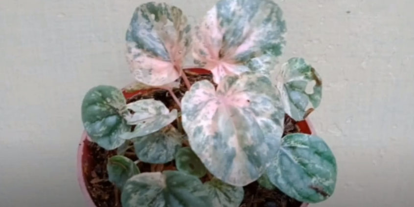 peperomia pink lady