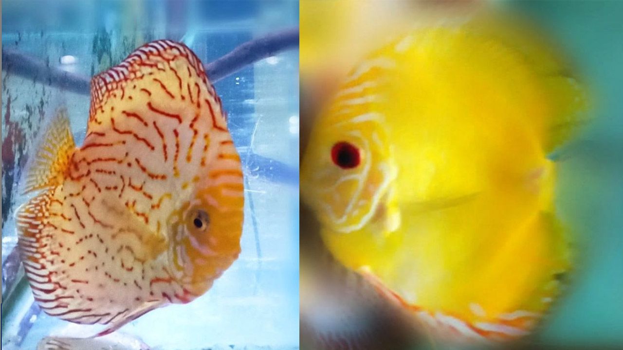 Ternyata Selain Ikan Cupang Ikan Hias Peppermint Angelfish Juga Keren Untuk Dikoleksi Mantra Sukabumi