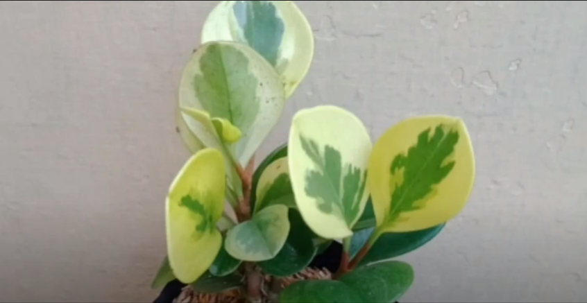 peperomia marble queen