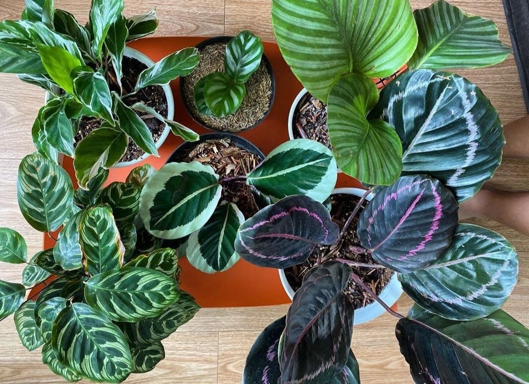 Intip Harga  Calathea  Termurah hingga Termahal Sentuh 