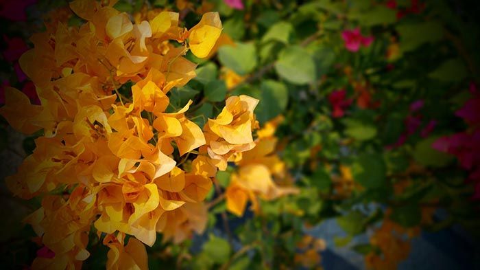 Bunga bougenvile.9 Bunga Pembawa Rezeki: Nomor 3 Tak Disangka-sangka Mampu Datangkan Keberuntungan