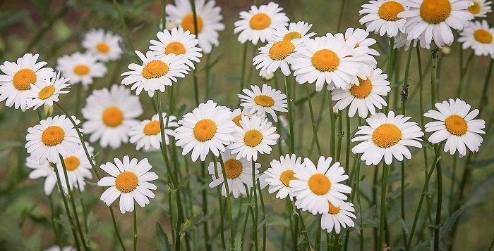 5 Tanaman Hias Bunga Putih Tercantik Cocok Untuk Memperindah Taman Portal Jember
