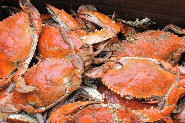 Ilustrasi kepiting panggang.