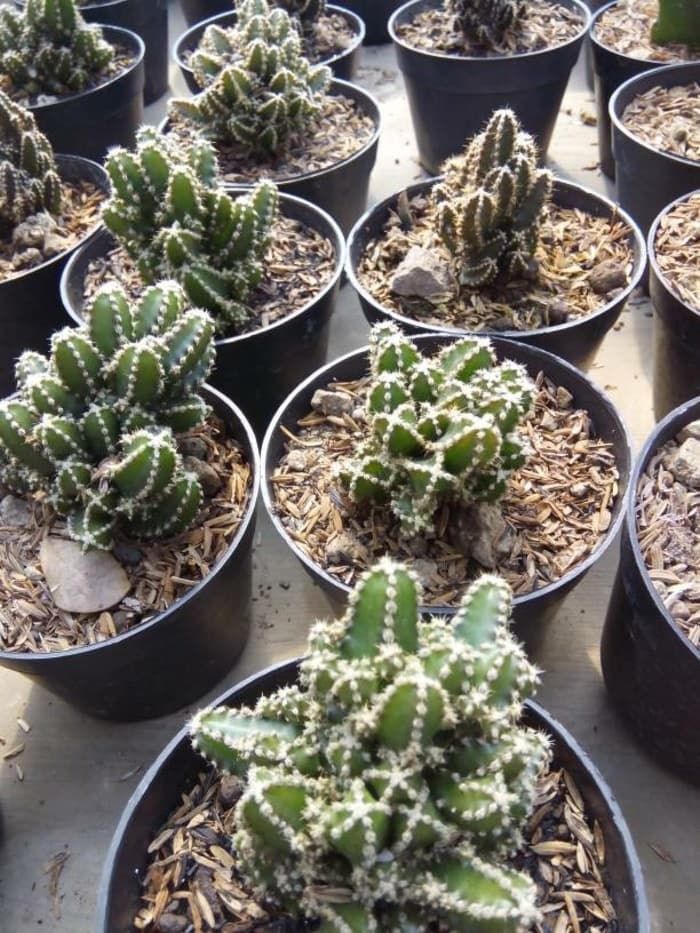 Kaktus Mini Cereus Tetragonus.