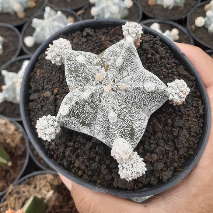 Kaktus Mini Astrophytum.