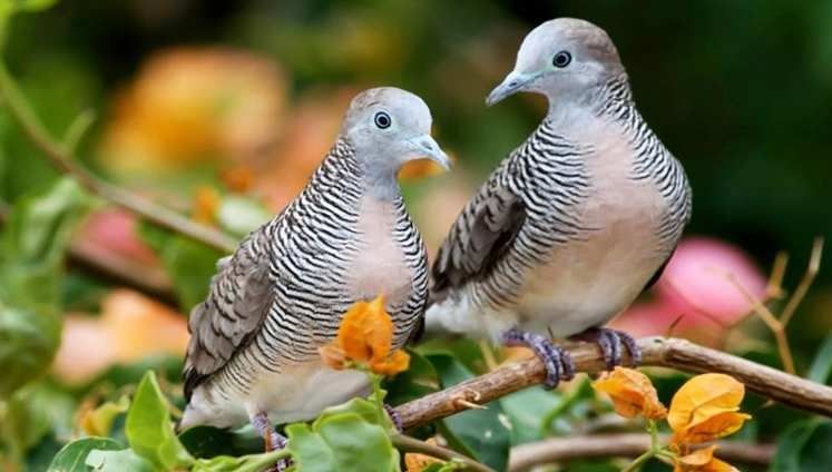 6 Cara Merawat Burung Perkutut Agar Sehat dan Gacor Biar 