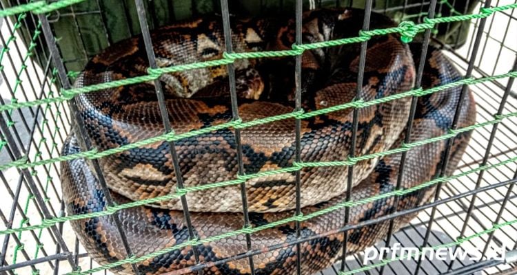 Ular sanca kembang (piton) yang dibawa tersangka untuk melakukan intimidasi terhadap Kadis PUPR Kabupaten Bandung Barat.